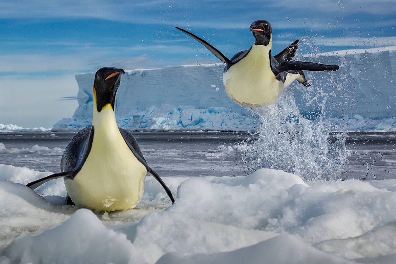 Paul Nicklen