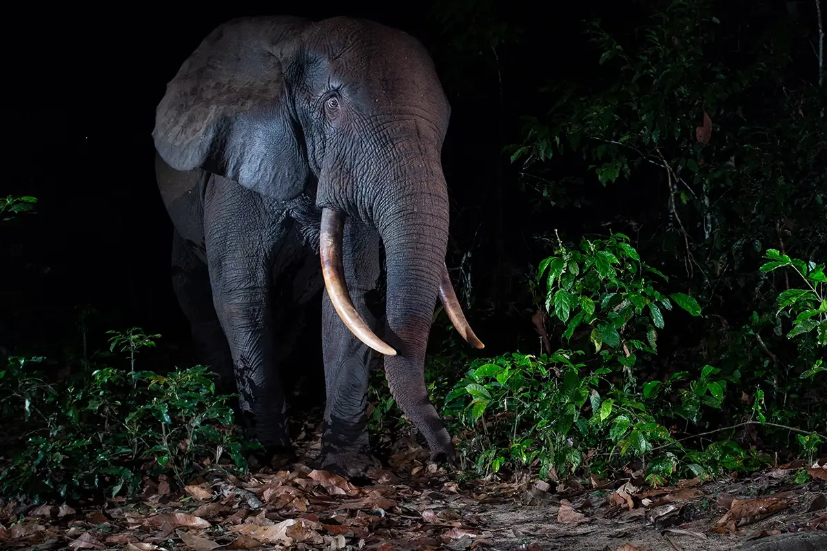 Will Burrard-Lucas