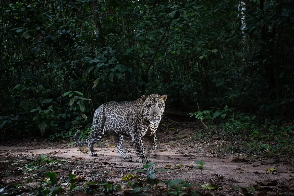 Will Burrard-Lucas