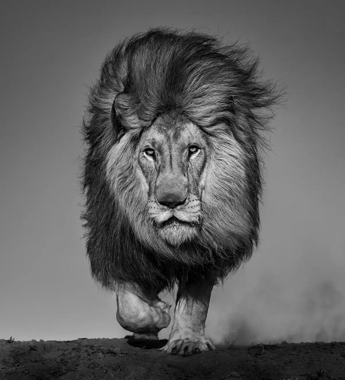 David Yarrow