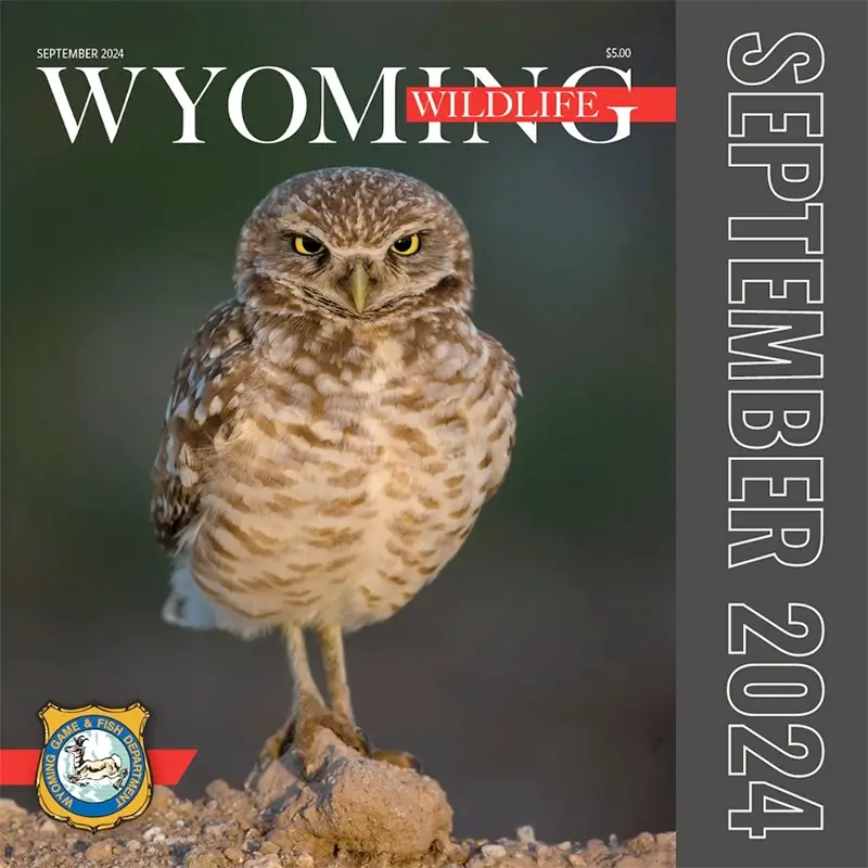 2024 Wyoming Wildlife annual photo contest