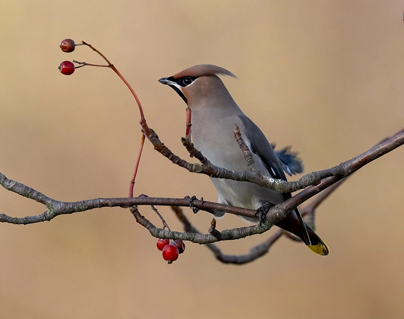 Birdo Bird Photographer of the Year 2025