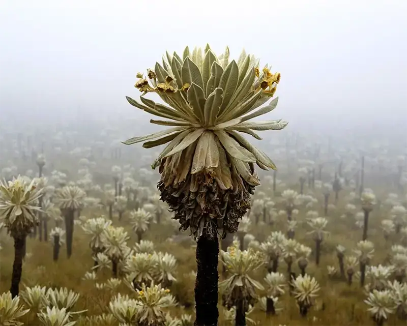 Botanical: The Art of Plants