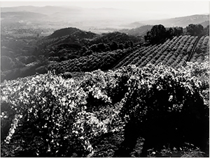 Ansel Adams an Exhibition in Wine Country