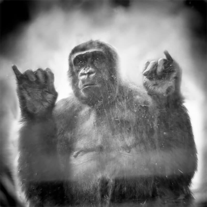 Behind Glass by Anne Berry