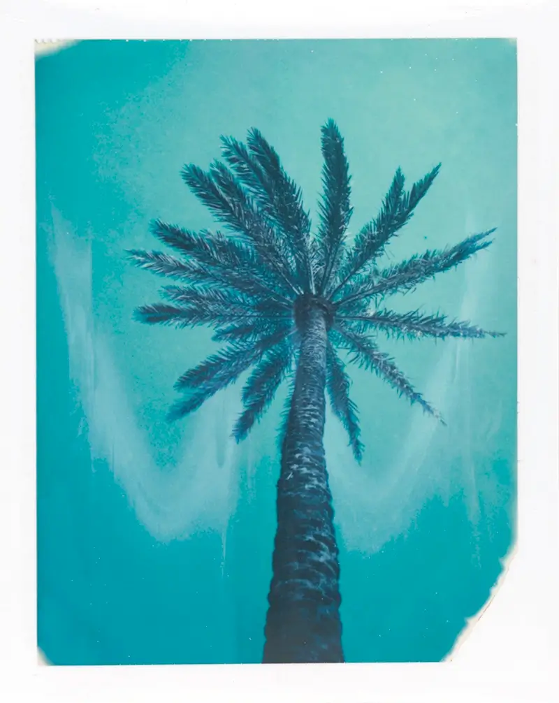 Charles Johnstone: In Search of the Perfect Palm