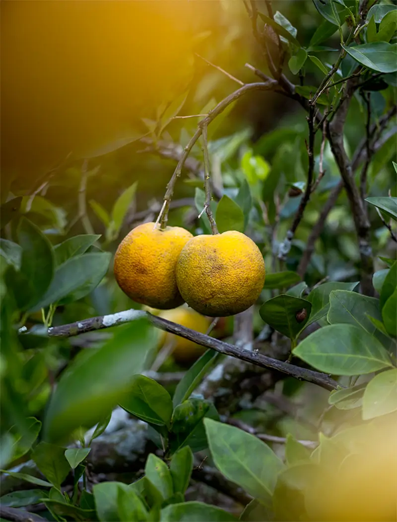 Joshua Lutz: Orange Blossom Trail