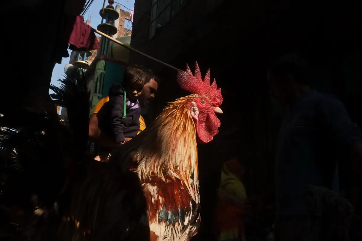 Cock fight is a old tradition in bihari camp<p>© MD Saiful Amin</p>