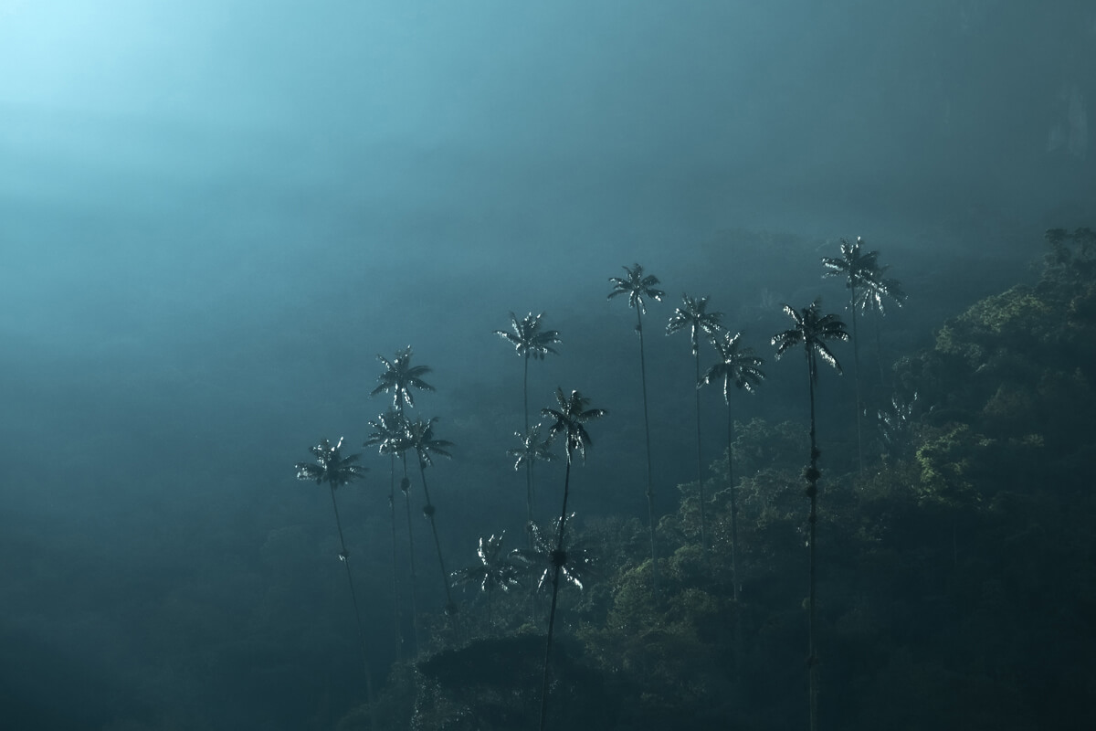 Wax palm trees, Colombia<p>© Nicolas Castermans</p>