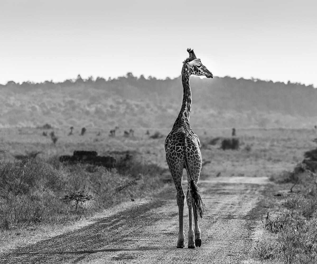 Nairobi, National Park, Kenya<p>© Manuel Delgado</p>