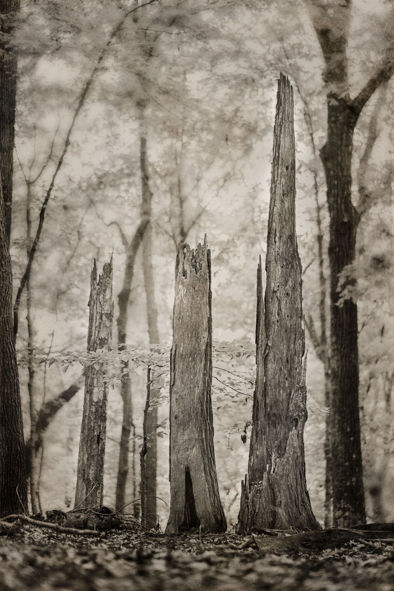 Forest Evolving<p>© Jo Fields</p>