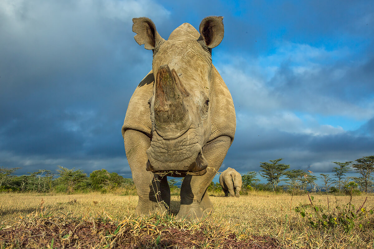 13 year old southern white rhino Tauwo (meaning Friend in Masai) at Ol Pejeta Conservancy in northern Kenya<p>© Georgina Goodwin</p>