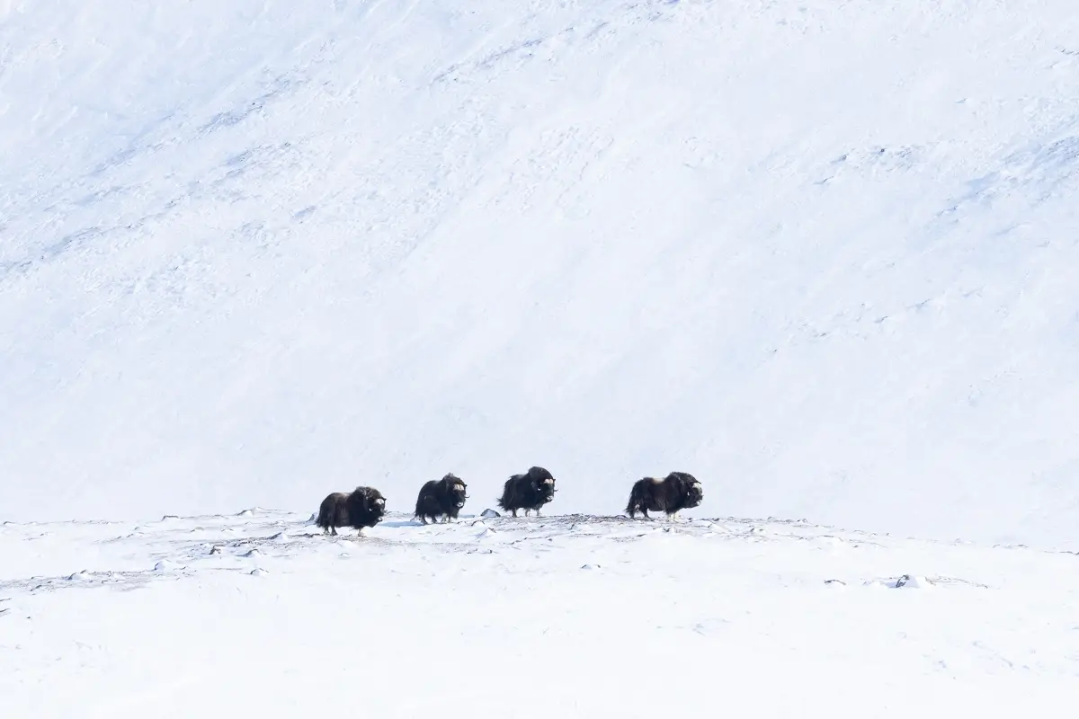 Musk Ox, Jameson Land’s Ancient Ones<p>© Debbie McCulliss</p>