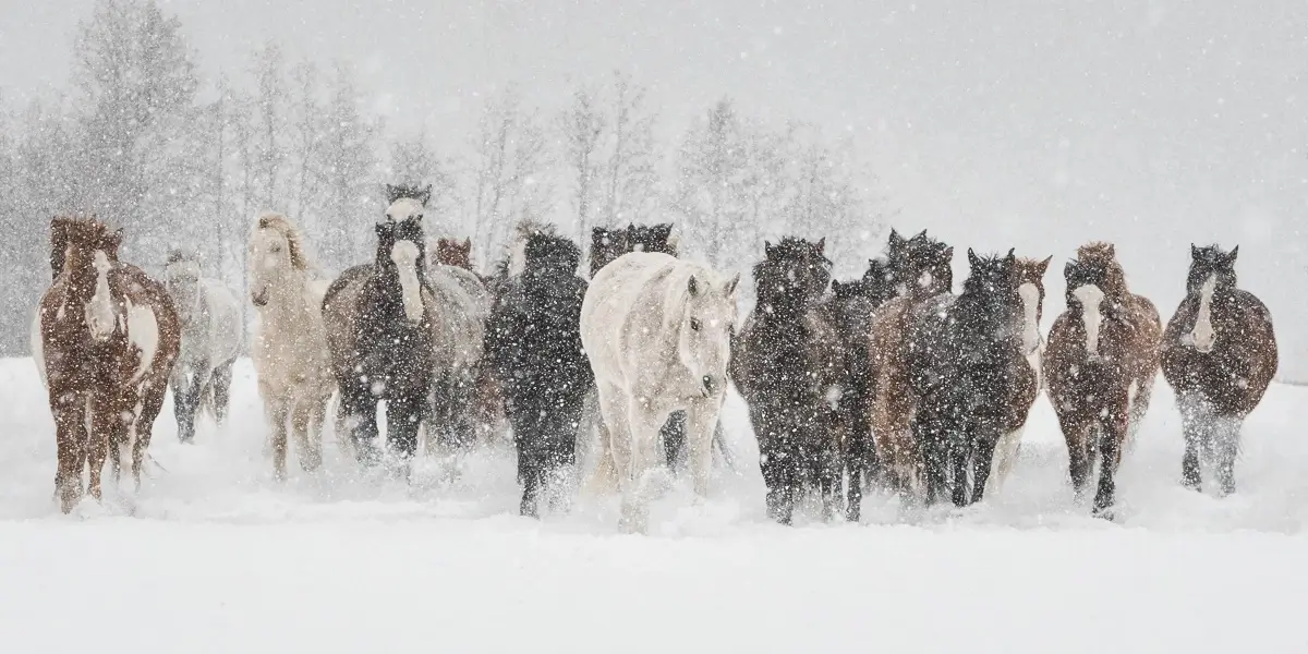 Wild Herd in Winter<p>© Debbie McCulliss</p>