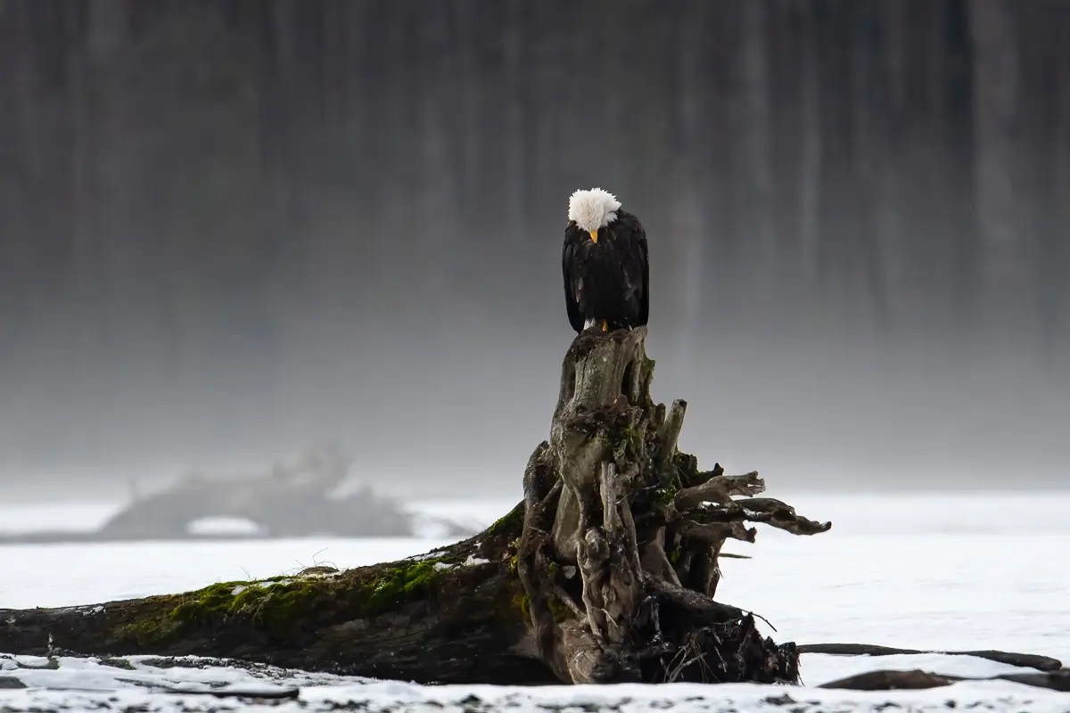 The Sentinel<p>© Debbie McCulliss</p>