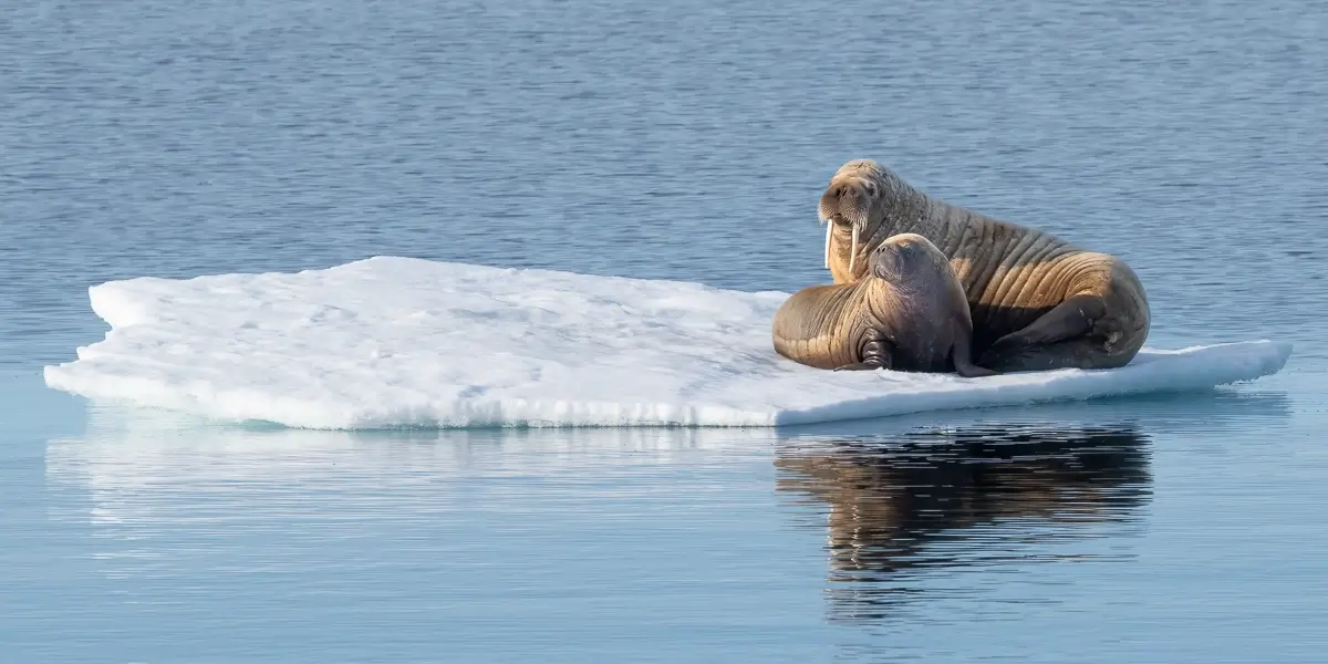 Walrus and Calf Sunbathing<p>© Debbie McCulliss</p>