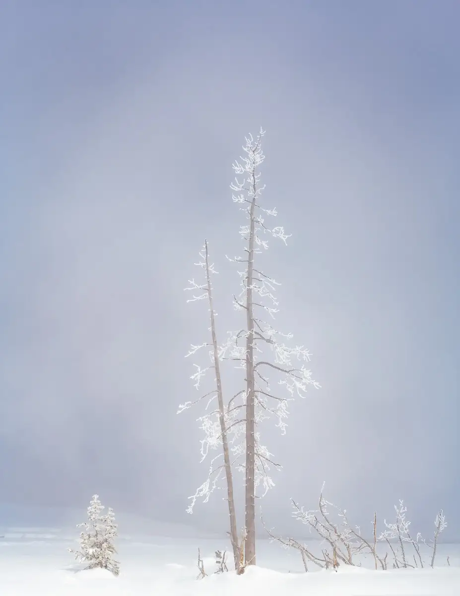 Yellowstone Hoar Frost<p>© Debbie McCulliss</p>