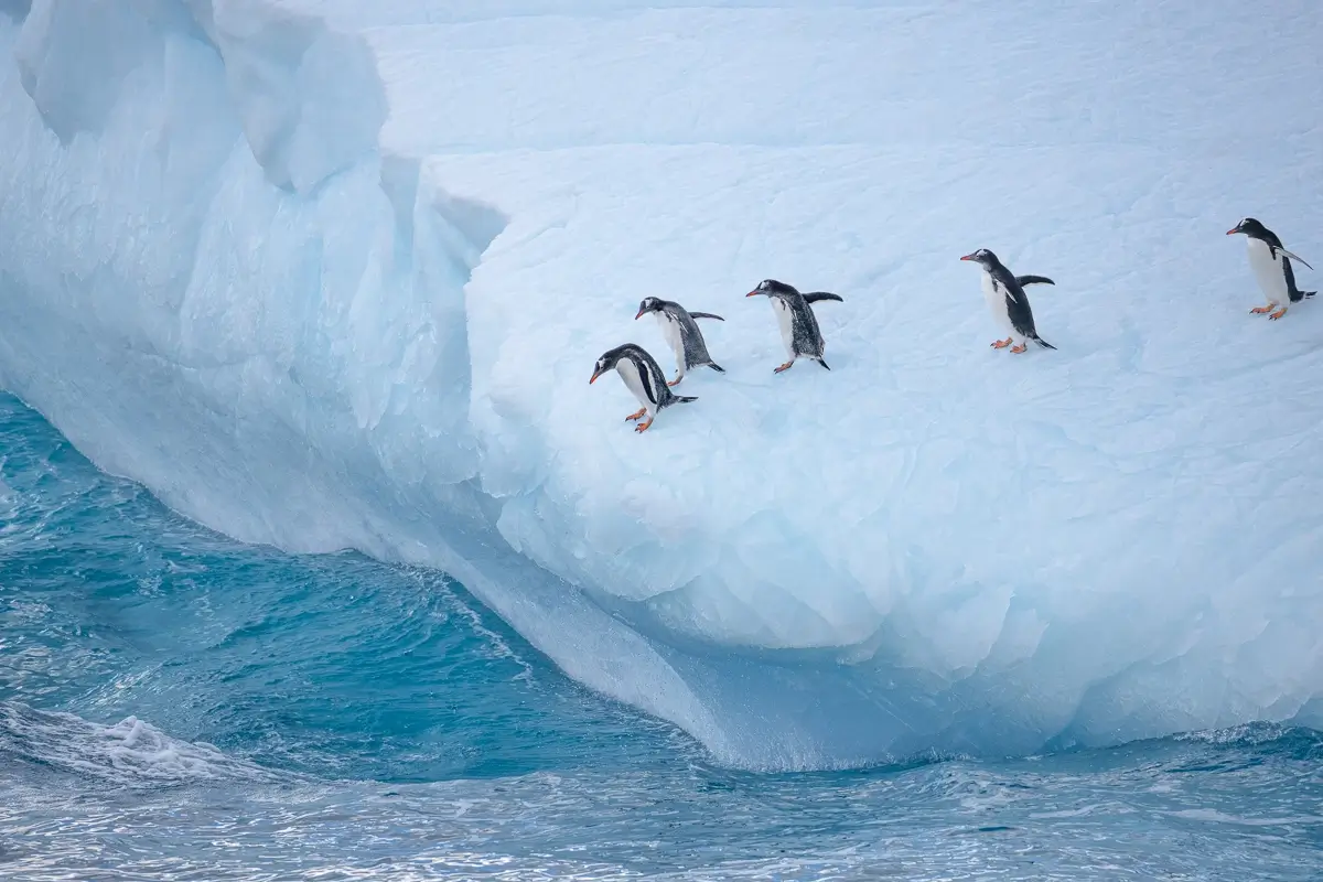 Follow the Leader<p>© Debbie McCulliss</p>