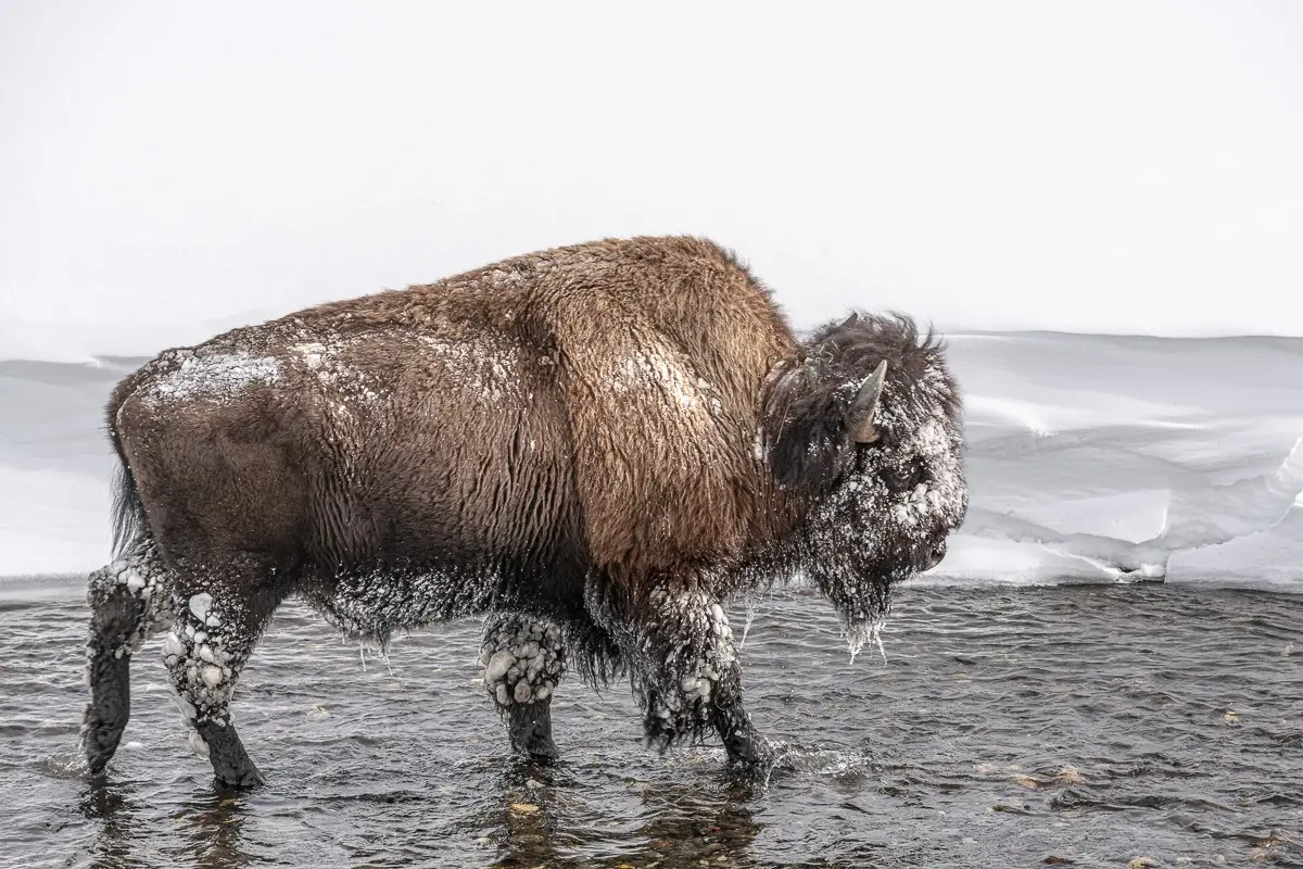 Butte Creek Bison<p>© Debbie McCulliss</p>