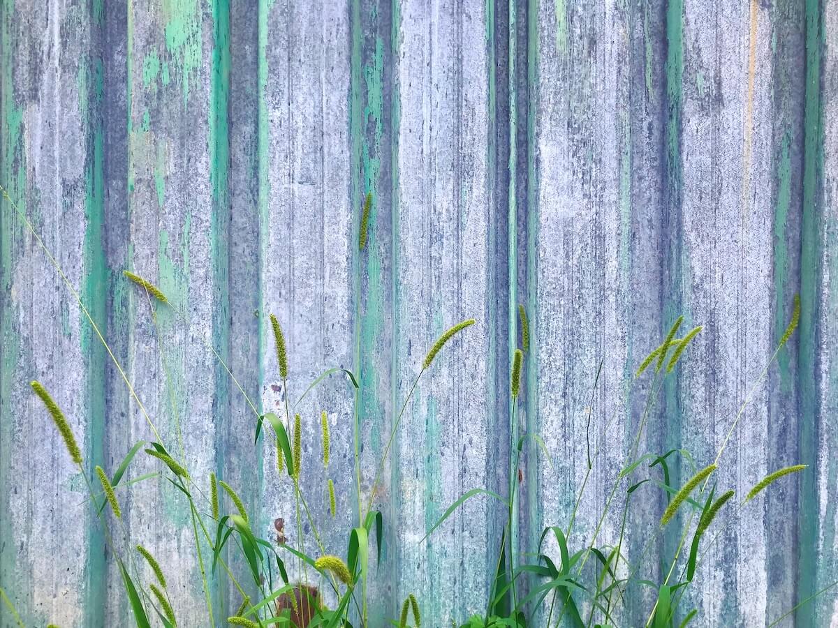 Green fence & weeds<p>© Julia Nathanson</p>