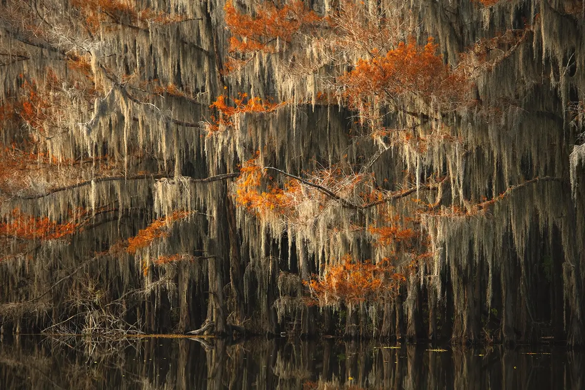 Cypress Grove<p>© Mital Patel</p>