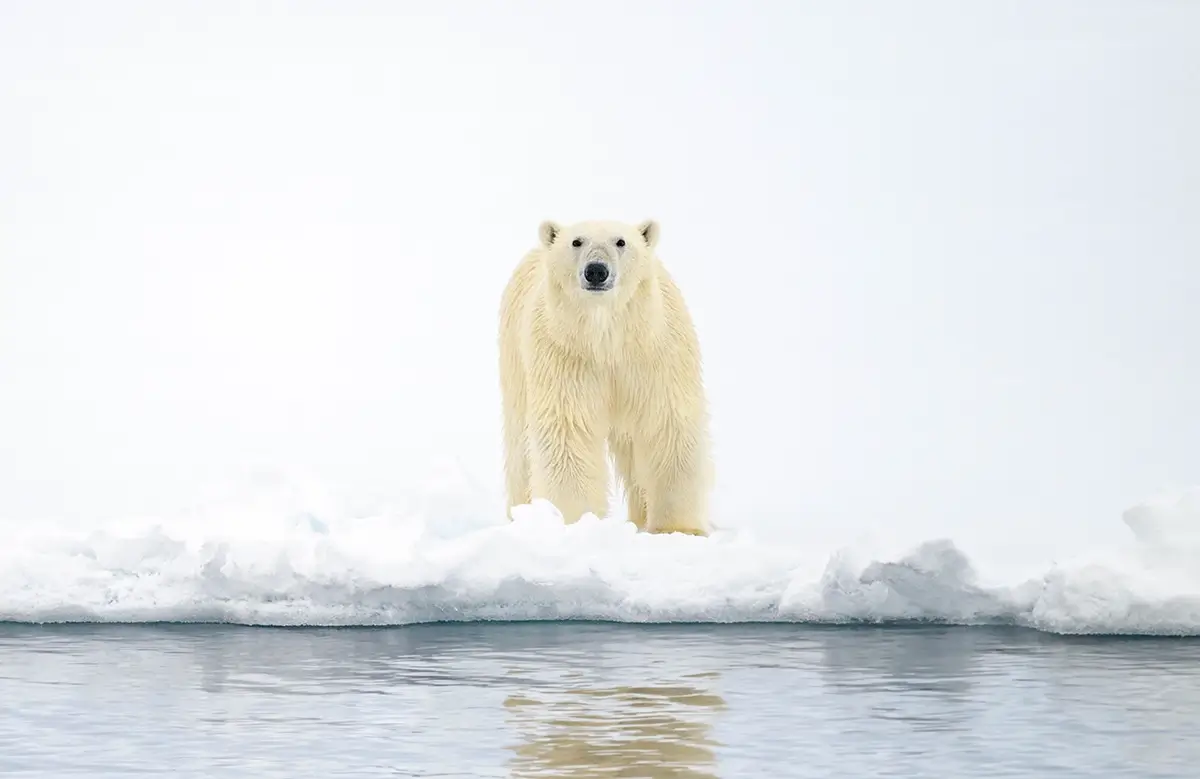 King of the Arctic<p>© Mital Patel</p>