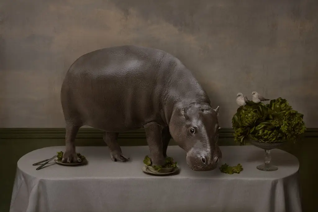 Hippo dinner<p>© Kaat Stieber</p>