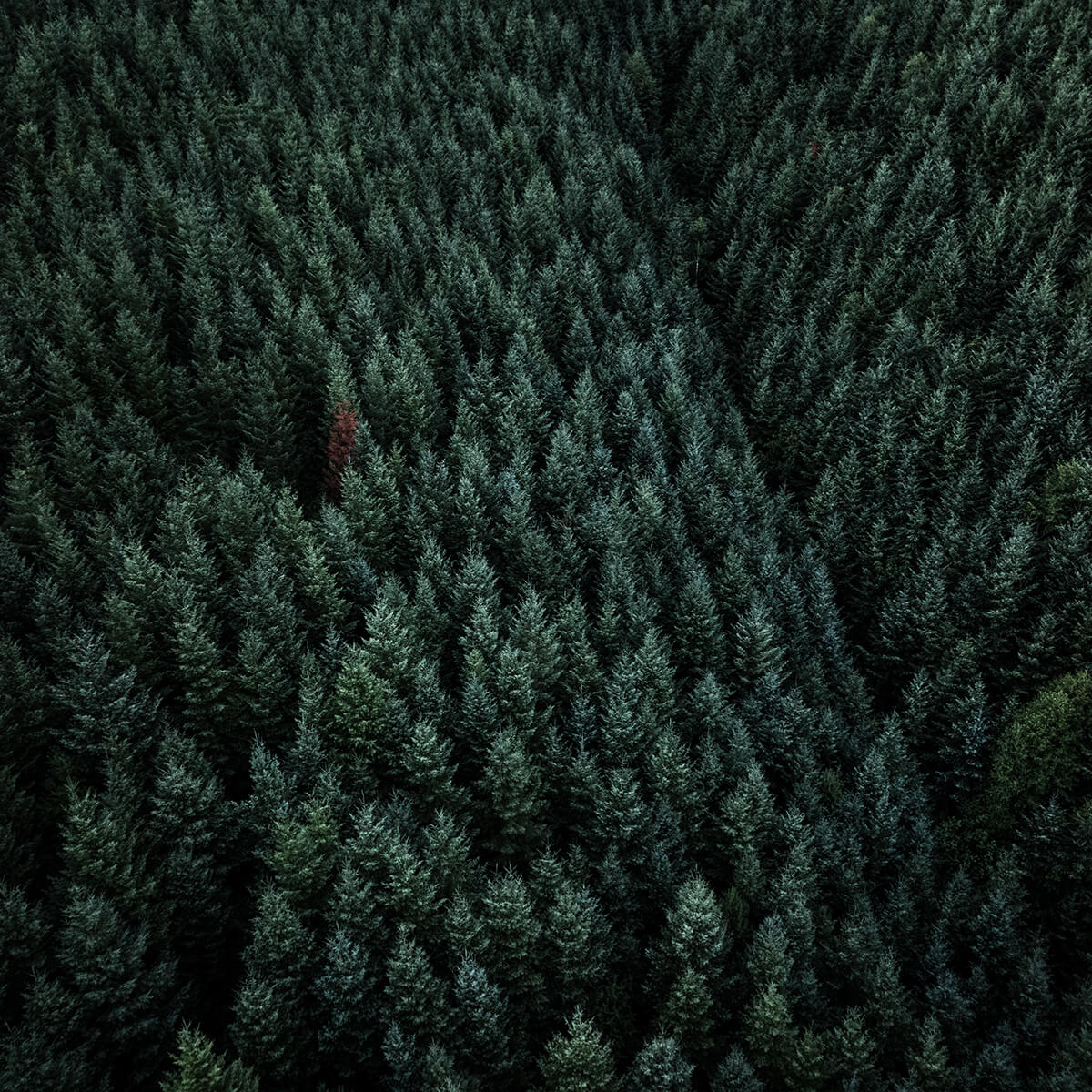 Oregon<p>© Nirav Solanki</p>