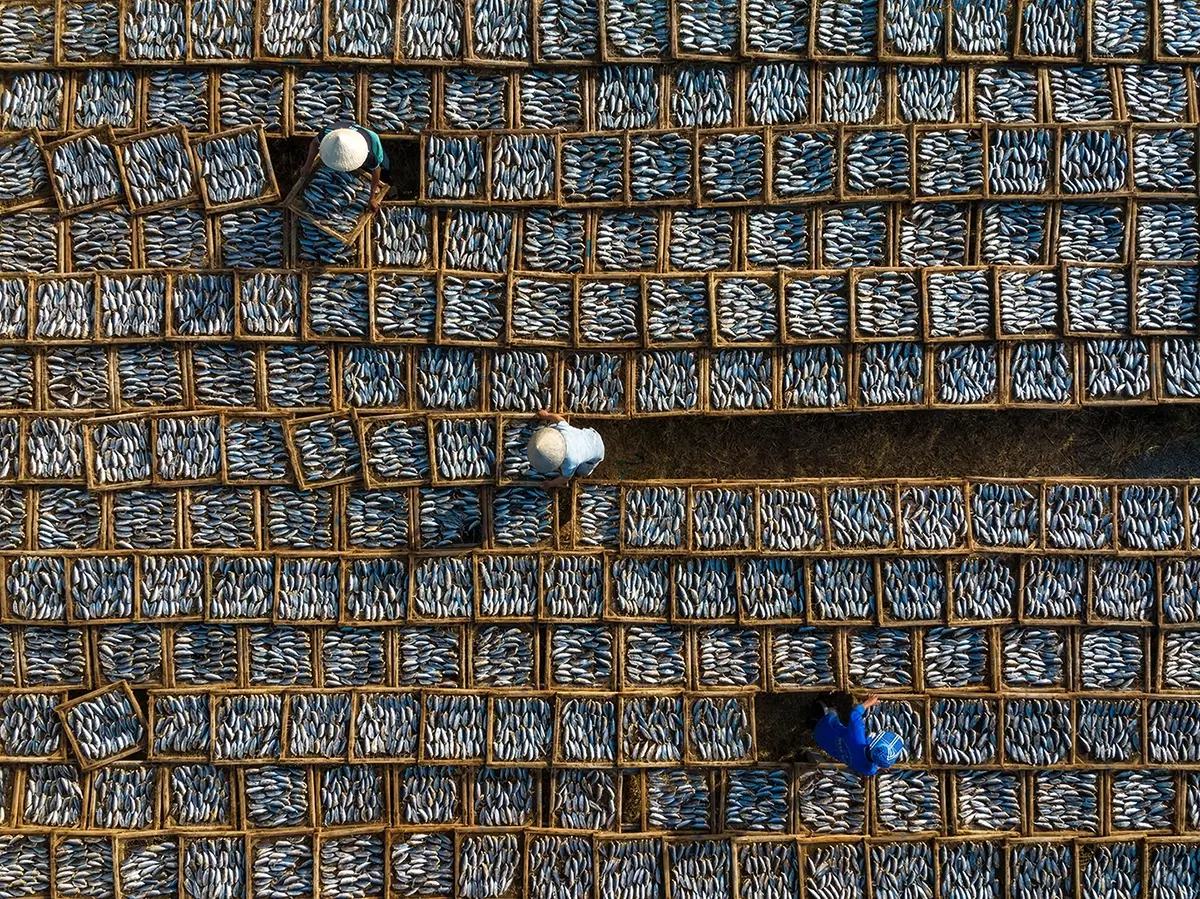 Drying Steamed Fish<p>© Saurabh Sirohiya</p>