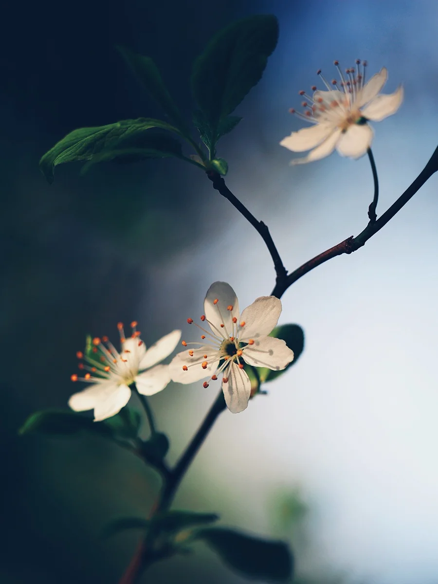 The Flowering Spirit 3<p>© Julie Wang</p>