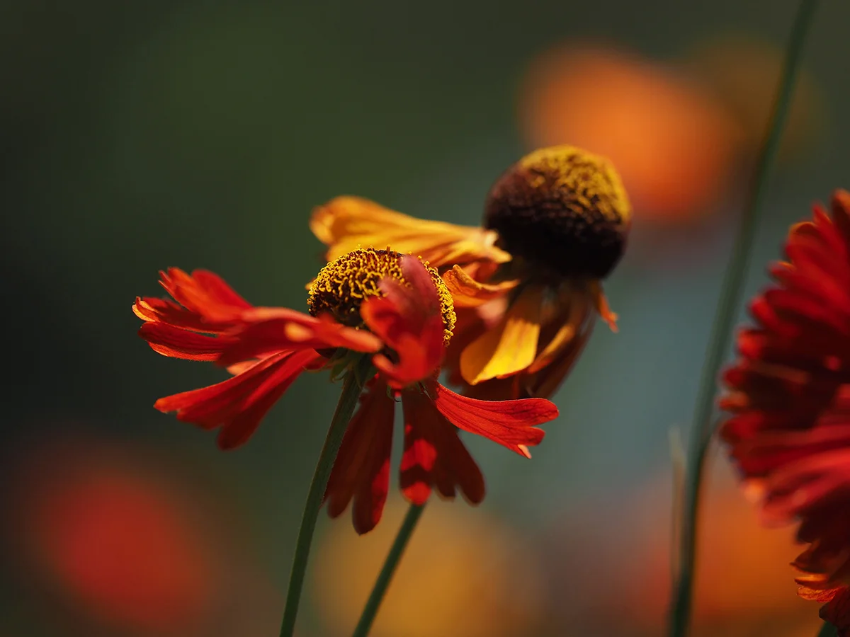 Flying Helenium<p>© Julie Wang</p>