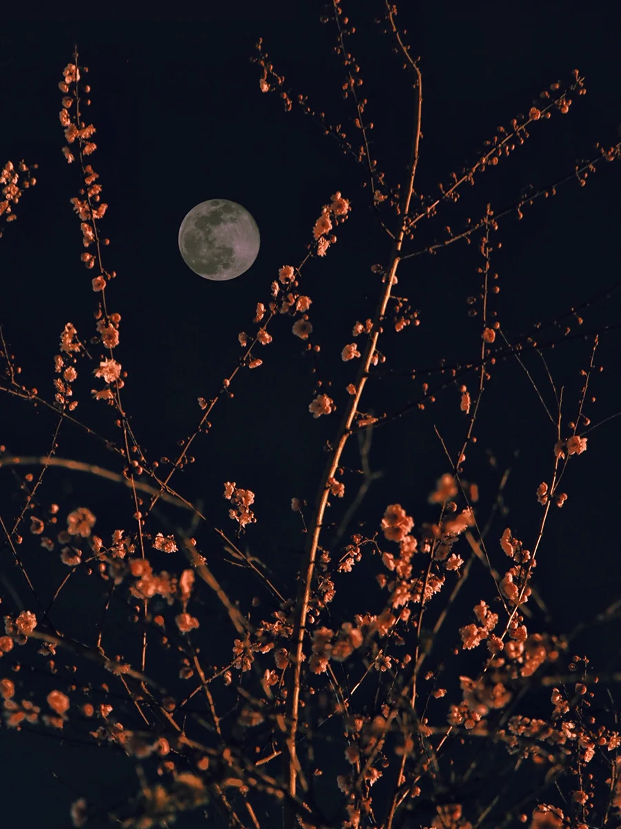 Flower and Moon<p>© Julie Wang</p>